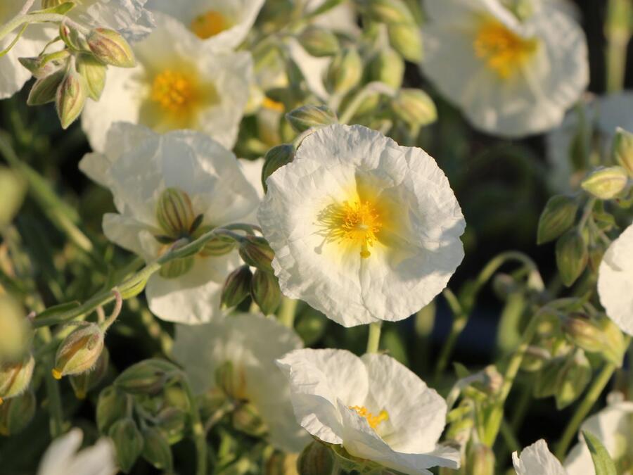 Devaterník 'Snow Queen' - Helianthemum 'Snow Queen'