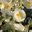 Devaterník 'Snow Queen' - Helianthemum 'Snow Queen'