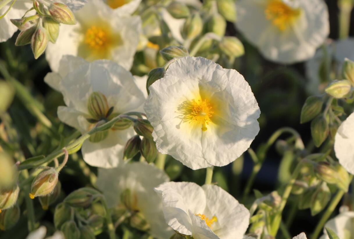 Devaterník 'Snow Queen' - Helianthemum 'Snow Queen'
