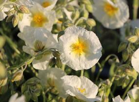 Devaterník 'Snow Queen' - Helianthemum 'Snow Queen'
