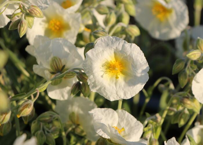 Devaterník 'Snow Queen' - Helianthemum 'Snow Queen'