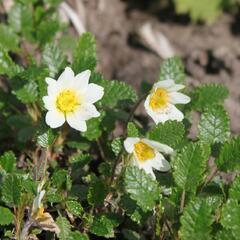 Dryádka Sündermannova - Dryas suendermannii