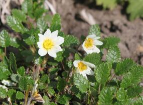 Dryádka Sündermannova - Dryas suendermannii
