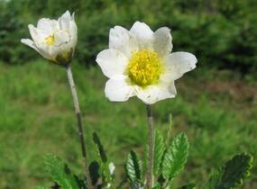 Dryádka Sündermannova - Dryas suendermannii