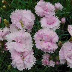 Hvozdík péřitý 'Pikes Pink' - Dianthus plumarius 'Pikes Pink'