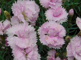 Hvozdík péřitý 'Pikes Pink' - Dianthus plumarius 'Pikes Pink'