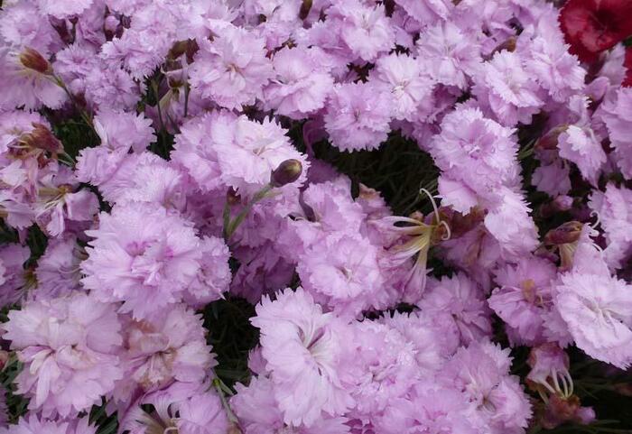 Hvozdík péřitý 'Pikes Pink' - Dianthus plumarius 'Pikes Pink'