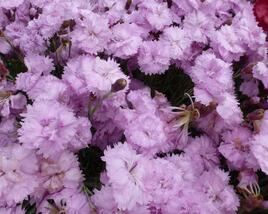 Hvozdík péřitý 'Pikes Pink'