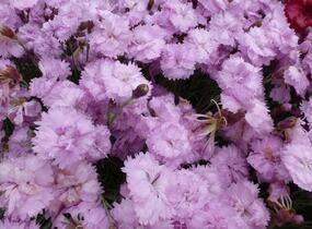 Hvozdík péřitý 'Pikes Pink' - Dianthus plumarius 'Pikes Pink'
