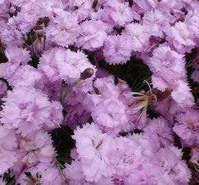 Hvozdík péřitý 'Pikes Pink' - Dianthus plumarius 'Pikes Pink'