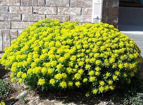 Pryšec mnohobarvý 'Senior' - Euphorbia polychroma 'Senior'