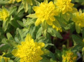 Pryšec mnohobarvý 'Senior' - Euphorbia polychroma 'Senior'