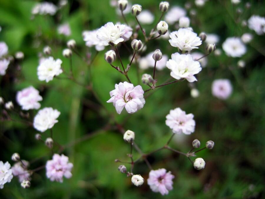 Šater 'Rosenschleier' - Gypsophila hybrida 'Rosenschleier'