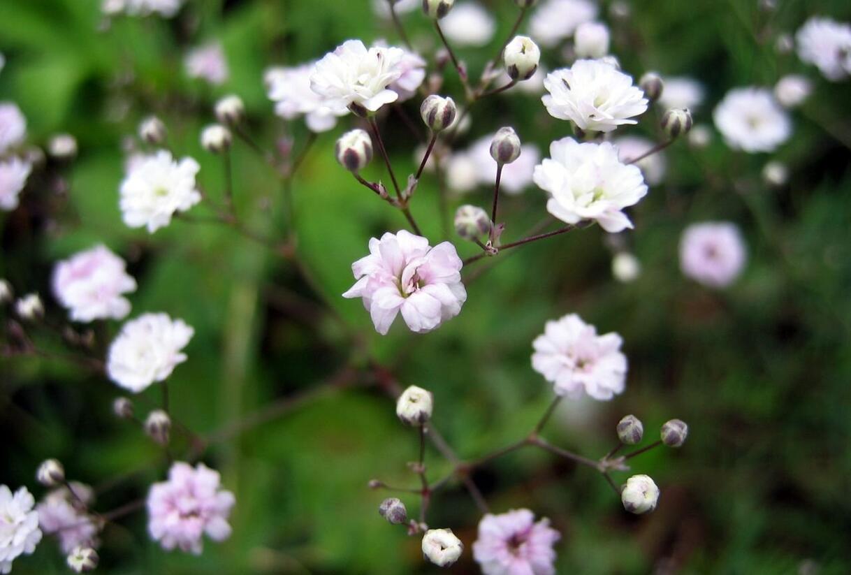 Šater 'Rosenschleier' - Gypsophila hybrida 'Rosenschleier'