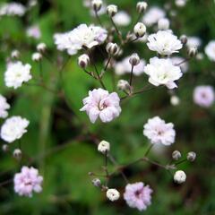 Šater 'Rosenschleier' - Gypsophila hybrida 'Rosenschleier'