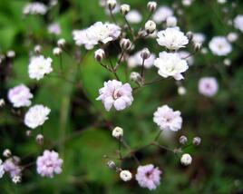 Šater 'Rosenschleier'