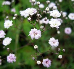 Šater 'Rosenschleier' - Gypsophila hybrida 'Rosenschleier'