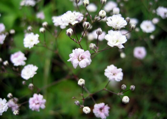 Šater 'Rosenschleier' - Gypsophila hybrida 'Rosenschleier'