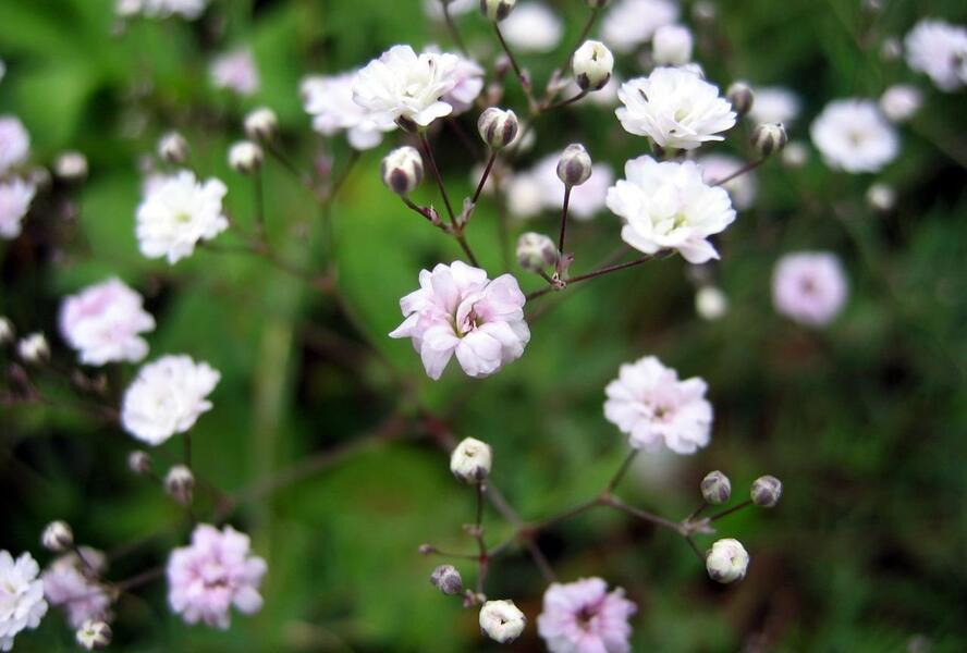 Šater 'Rosenschleier' - Gypsophila hybrida 'Rosenschleier'
