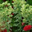 Pryšec hnědokvětý 'Silver Swan' - Euphorbia characias 'Silver Swan'