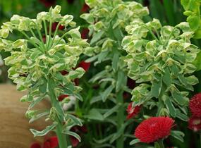 Pryšec hnědokvětý 'Silver Swan' - Euphorbia characias 'Silver Swan'