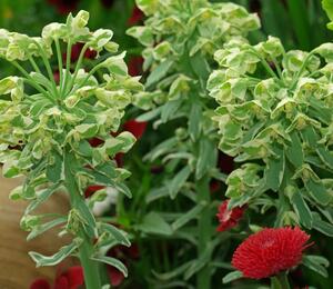 Pryšec hnědokvětý 'Silver Swan' - Euphorbia characias 'Silver Swan'