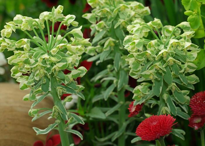 Pryšec hnědokvětý 'Silver Swan' - Euphorbia characias 'Silver Swan'