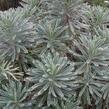 Pryšec hnědokvětý 'Silver Swan' - Euphorbia characias 'Silver Swan'