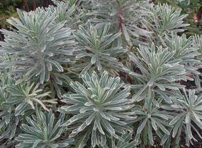 Pryšec hnědokvětý 'Silver Swan' - Euphorbia characias 'Silver Swan'