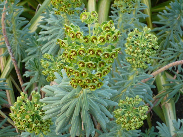 Pryšec 'Baby Charm' - Euphorbia x martinii 'Baby Charm'