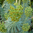 Pryšec 'Baby Charm' - Euphorbia x martinii 'Baby Charm'