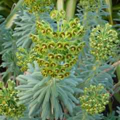 Pryšec 'Baby Charm' - Euphorbia x martinii 'Baby Charm'