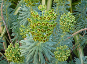 Pryšec 'Baby Charm' - Euphorbia x martinii 'Baby Charm'