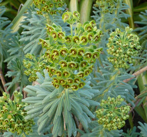 Pryšec 'Baby Charm' - Euphorbia x martinii 'Baby Charm'