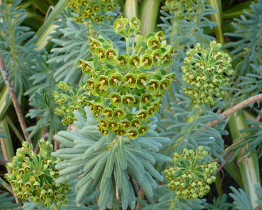 Pryšec 'Baby Charm'