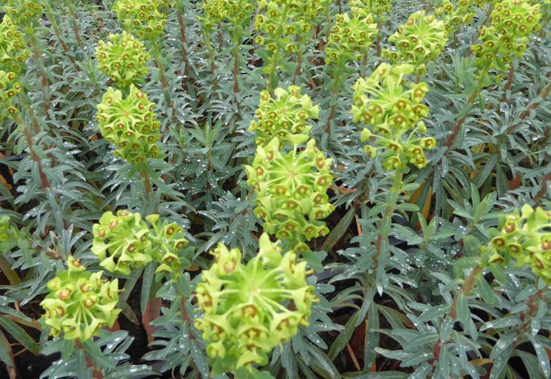 Pryšec 'Baby Charm' - Euphorbia x martinii 'Baby Charm'