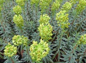 Pryšec 'Baby Charm' - Euphorbia x martinii 'Baby Charm'