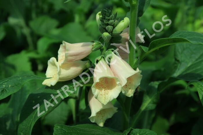 Náprstník červený 'Castor Peach' - Digitalis purpurea 'Castor Peach'