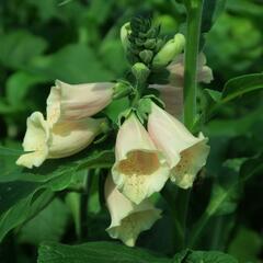 Náprstník červený 'Castor Peach' - Digitalis purpurea 'Castor Peach'