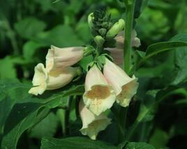 Náprstník červený 'Castor Peach'