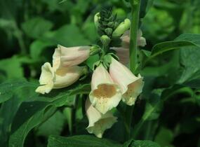 Náprstník červený 'Castor Peach' - Digitalis purpurea 'Castor Peach'