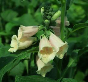 Náprstník červený 'Castor Peach' - Digitalis purpurea 'Castor Peach'