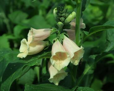 Náprstník červený 'Castor Peach'