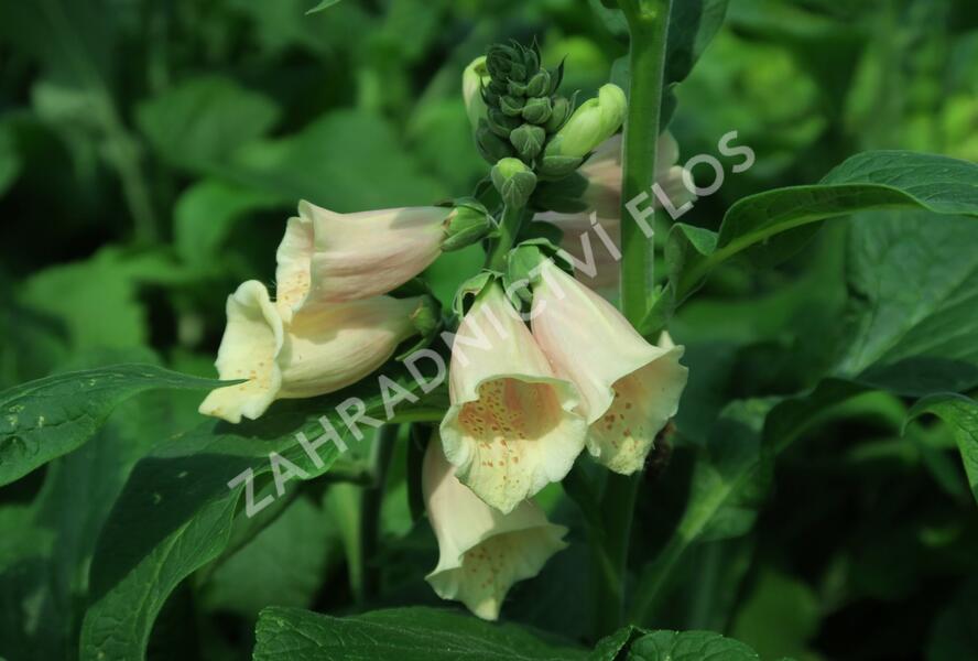 Náprstník červený 'Castor Peach' - Digitalis purpurea 'Castor Peach'
