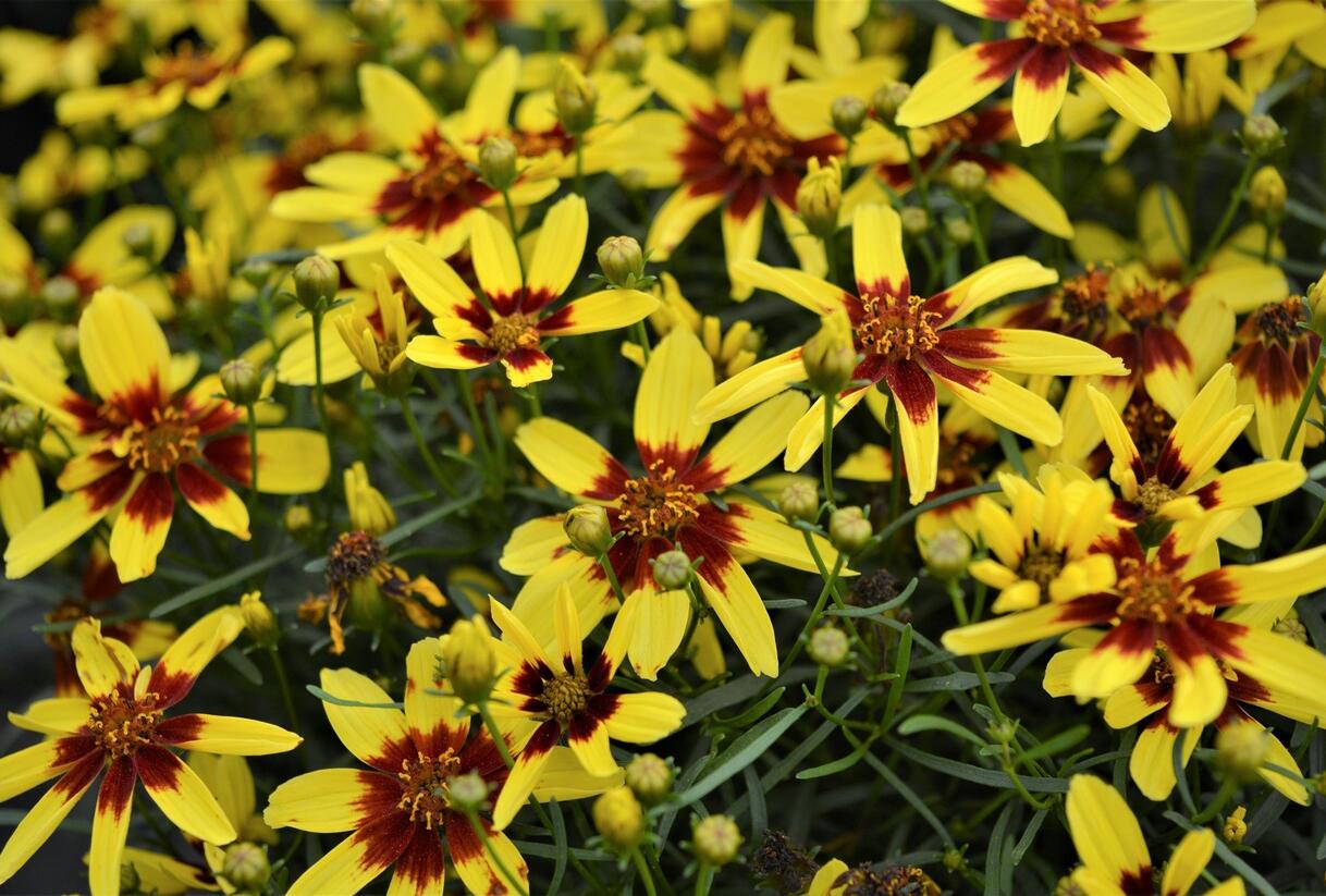 Krásnoočko přeslenité 'Firefly' - Coreopsis verticillata 'Firefly'