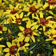 Krásnoočko přeslenité 'Firefly' - Coreopsis verticillata 'Firefly'