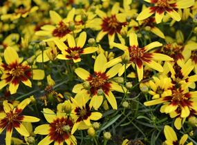 Krásnoočko přeslenité 'Firefly' - Coreopsis verticillata 'Firefly'