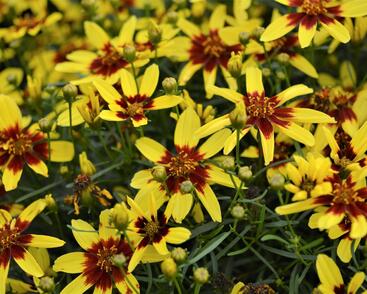 Krásnoočko přeslenité 'Firefly'