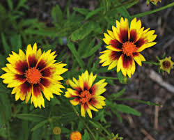Krásnoočko přeslenité 'Firefly' - Coreopsis verticillata 'Firefly'