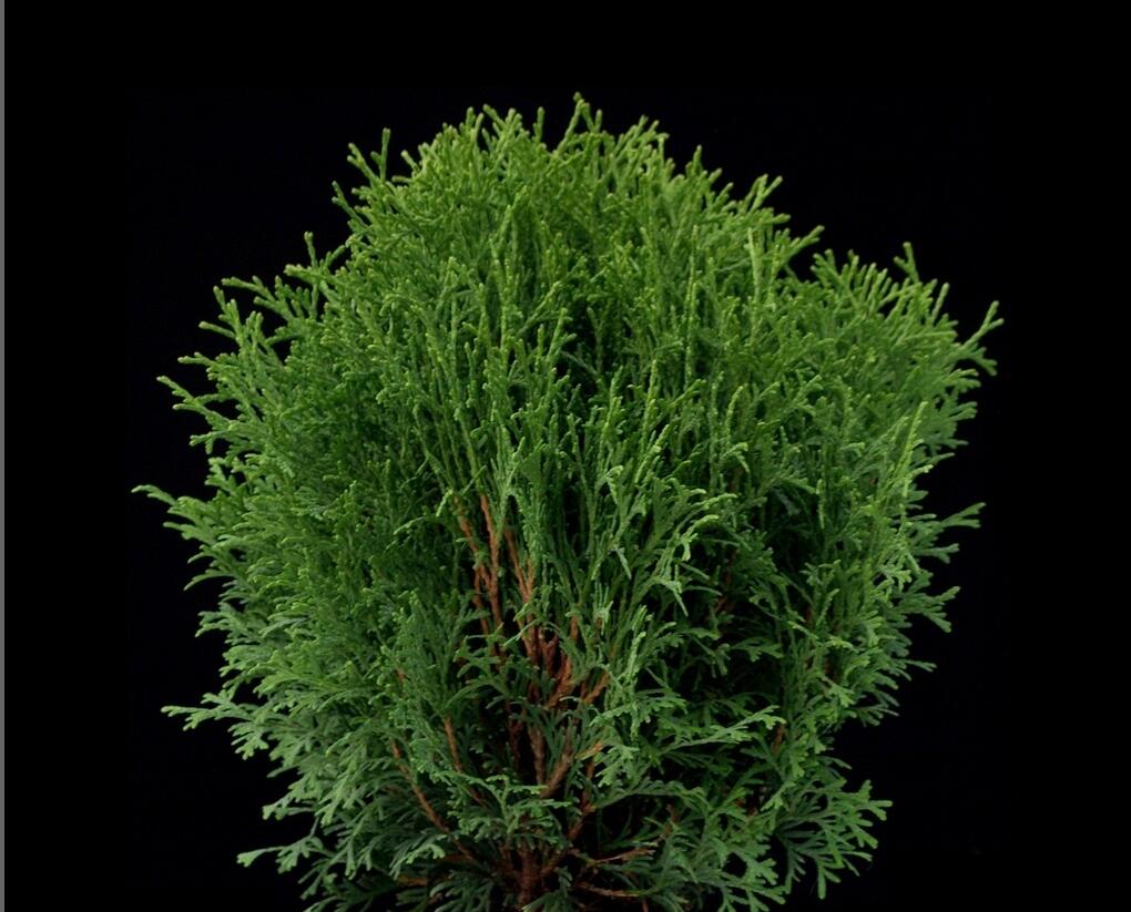 Túje, zerav západní 'Little Gem' - Thuja occidentalis 'Little Gem'